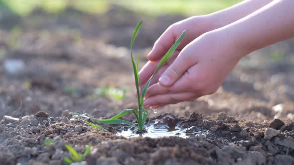 Hand Watering a Young Plant