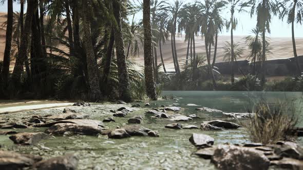 Desert Oasis Pond with Palm Trees and Plants