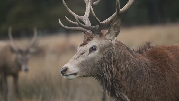 Red deer stag walking follow close up slow motion