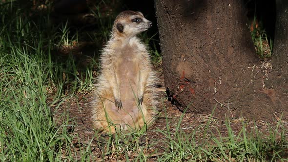 Alert Meerkat