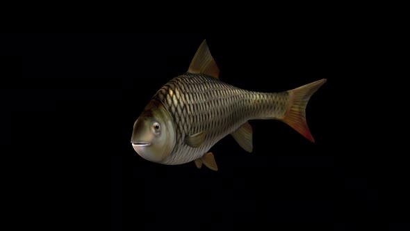 Fish Fast Swimming – Front Side View, alt
