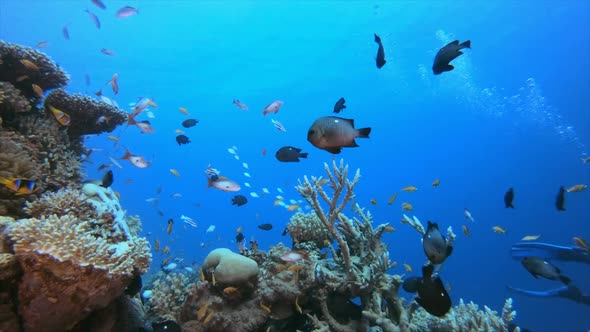 Diver and Coral Reef Fish