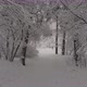 Flying between snow-covered trees in the park - VideoHive Item for Sale