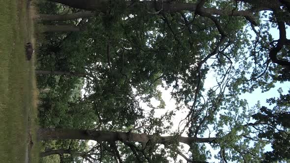 Aerial View of Green Forest in Summer