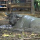 Water Buffaloe Wallowing in Muddy Pond - VideoHive Item for Sale