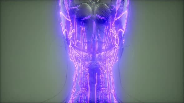 Blood Vessels of Human Body alt