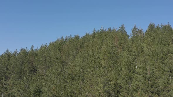 Evergreen tree forest under blue sky 4K aerial video