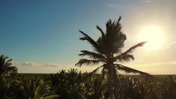 Palm Trees Against a Beautiful Blue Sky