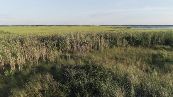 Weeds by the Wetlands in Westhampton New York