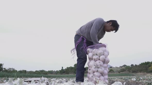 a farmer harvesting ripe onions on a farm