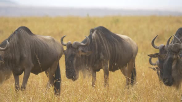 Gnus walking in Masai Mara