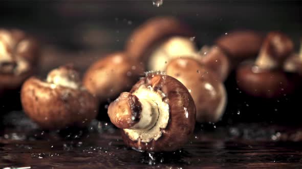 Super Slow Motion on the Mushrooms Drop Water Droplets