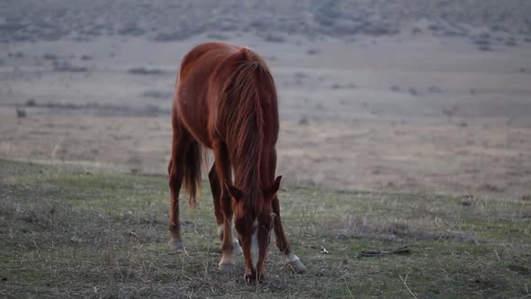 Grazing Horse