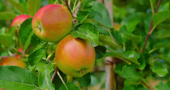 Apple Tree with Pink Juicy Apples Close Up in Sunlight