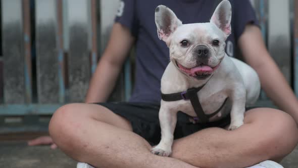 4K footage of a White French bulldog sitting and smiling on his owner leg.
