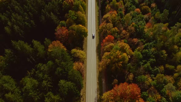 Autumn colors: Look up aerial shot  from following a driving car through a wide forest at a sunny da