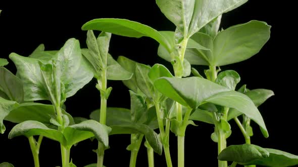 Time Lapse of Growth Vicia Faba Plants