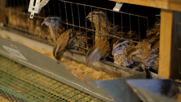 Livestock Business Concept. Quails in a Cage on a Farm