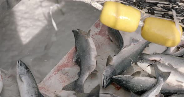 Caught Salmon Fish on Fishing Boat Deck, Close Up Slow Motion Full Frame