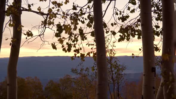 Looking through aspen trees at sunrise moving on slider