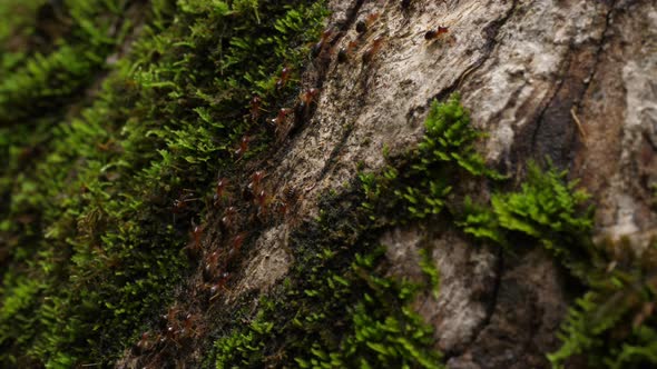 Many ants marching on dead trees.