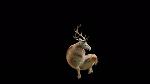 47 Deer Dancing 4K