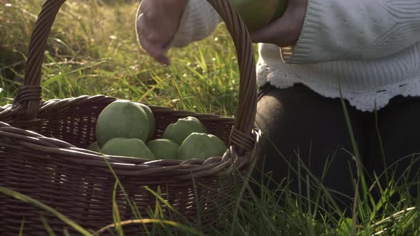 Woman putting ripe green apples into a woven basket on summer day medium shot