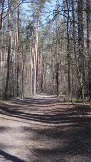 Vertical Video of a Road in the Forest Slow Motion