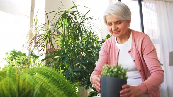 Senior Woman Takes Care of Houseplants at Home