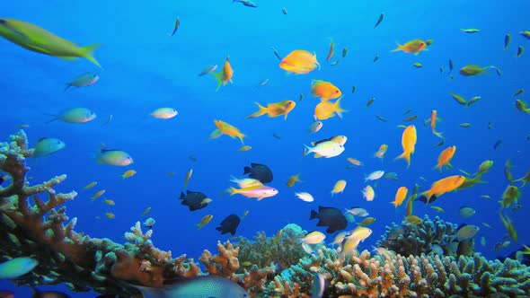 Underwater Sea Fish