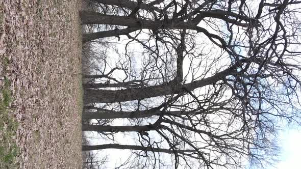 Vertical Video of the Forest with Trees Without Leaves Slow Motion