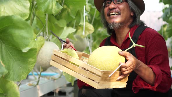 Senior Old Asian Male Farmer Being Happy with Joyful Tears for Melon Inside Melon Garden Field