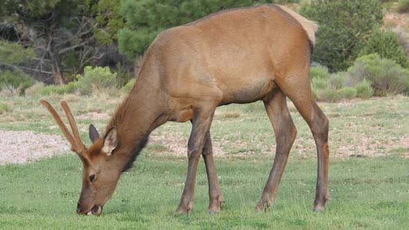 Bull Elk Eating Grass Closeup