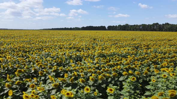 Aerial View of a Field with Sunflowers