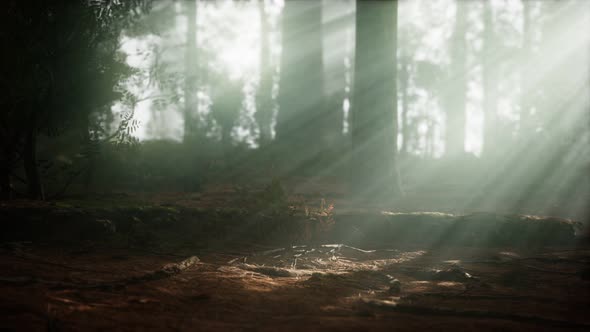 Morning with Fog in Sequoia National Park