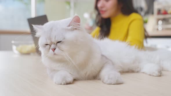 Close up of little cat lying on table while woman owner enjoy and happiness work at home.