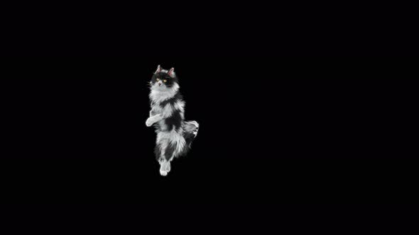 Cat Dancing 4K