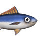 Low Poly Tuna Fish - 3DOcean Item for Sale