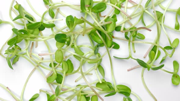 Microgreens Sprouts Isolated on White Background