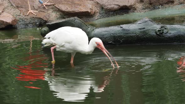 White ibis (Eudocimus albus) with a fish in its beak.