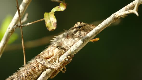 Close up from a Indian chameleon on a branch 