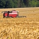 Combine harvester back in wheat field - VideoHive Item for Sale