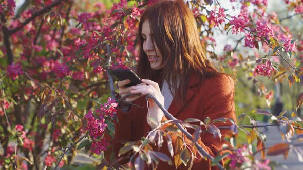 Young Attractive Redhaired Woman Taking Photos of Spring Flowers of Cherry or Sakura Blossoms on