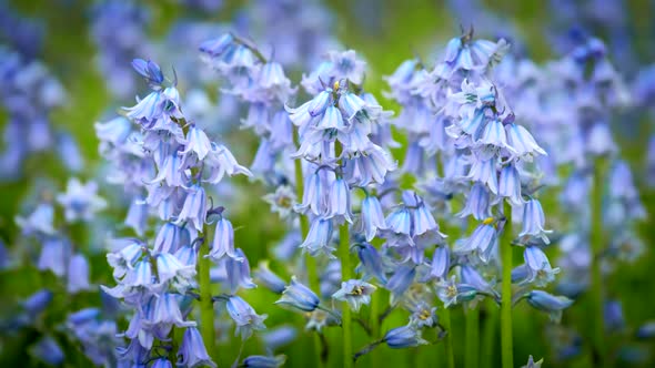 Bule Spanish Bluebell (Hyacinthoides Hispanica) Flowers