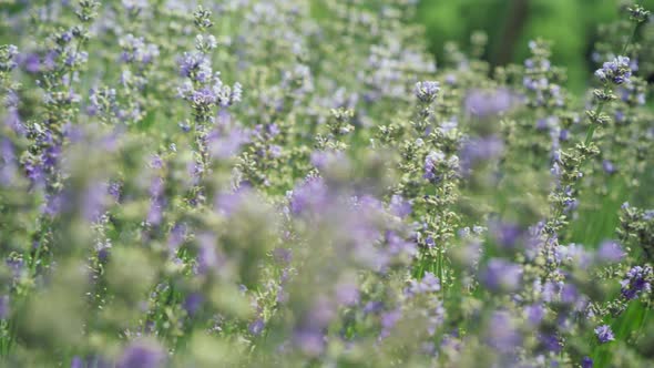 Violet Lavender Flowers on Green Stems in Sunlight