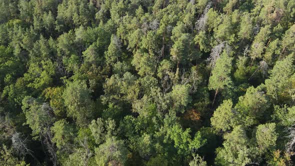 Aerial View of Trees in the Forest. Ukraine