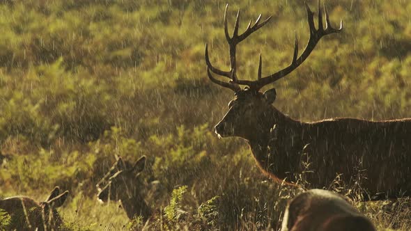 Male Red Deer Stags (cervus elaphus) in the rain during deer rut at sunset in beautiful golden sun l