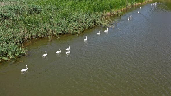 White swans on a river, Beautiful bird family, Seasonal postcard, selective focus