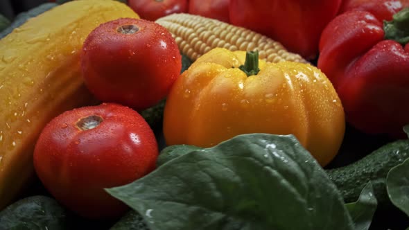 Multicolored Fresh Vegetables: Zucchini, Tomatoes, Cucumbers, Bell Peppers, Corn, with Water