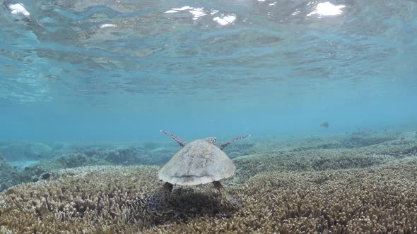 A scuba divers view following a large Sea Turtle swimming in the shallow waters of a coral quay. Und